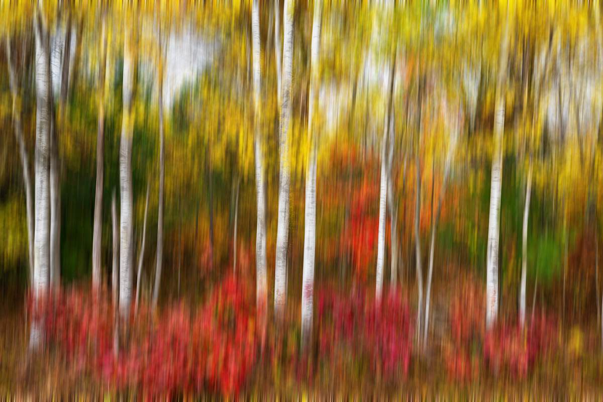 Autumn Canvas Float Mount by Mike Murray 