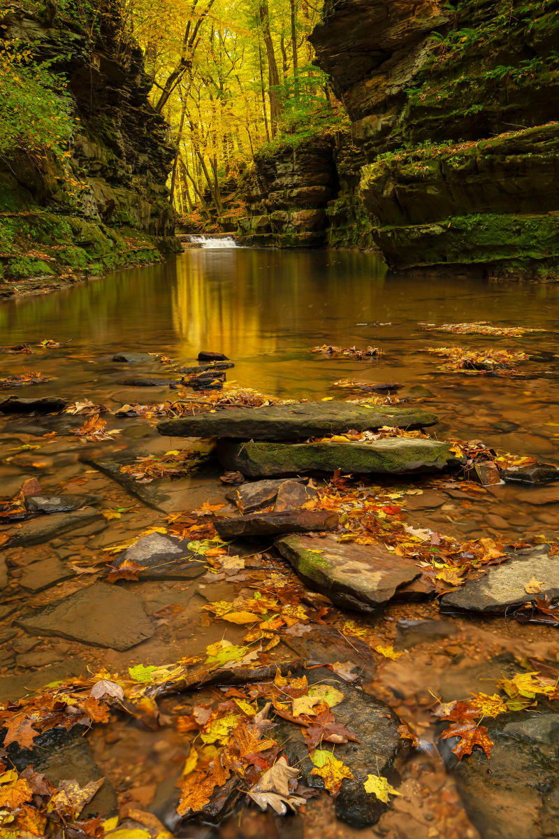 Autumn Leaves by Mike Murray 