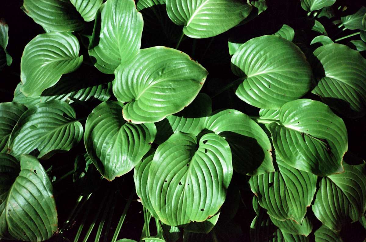 Bev's Hostas by Jennifer Bastian, Image 2.