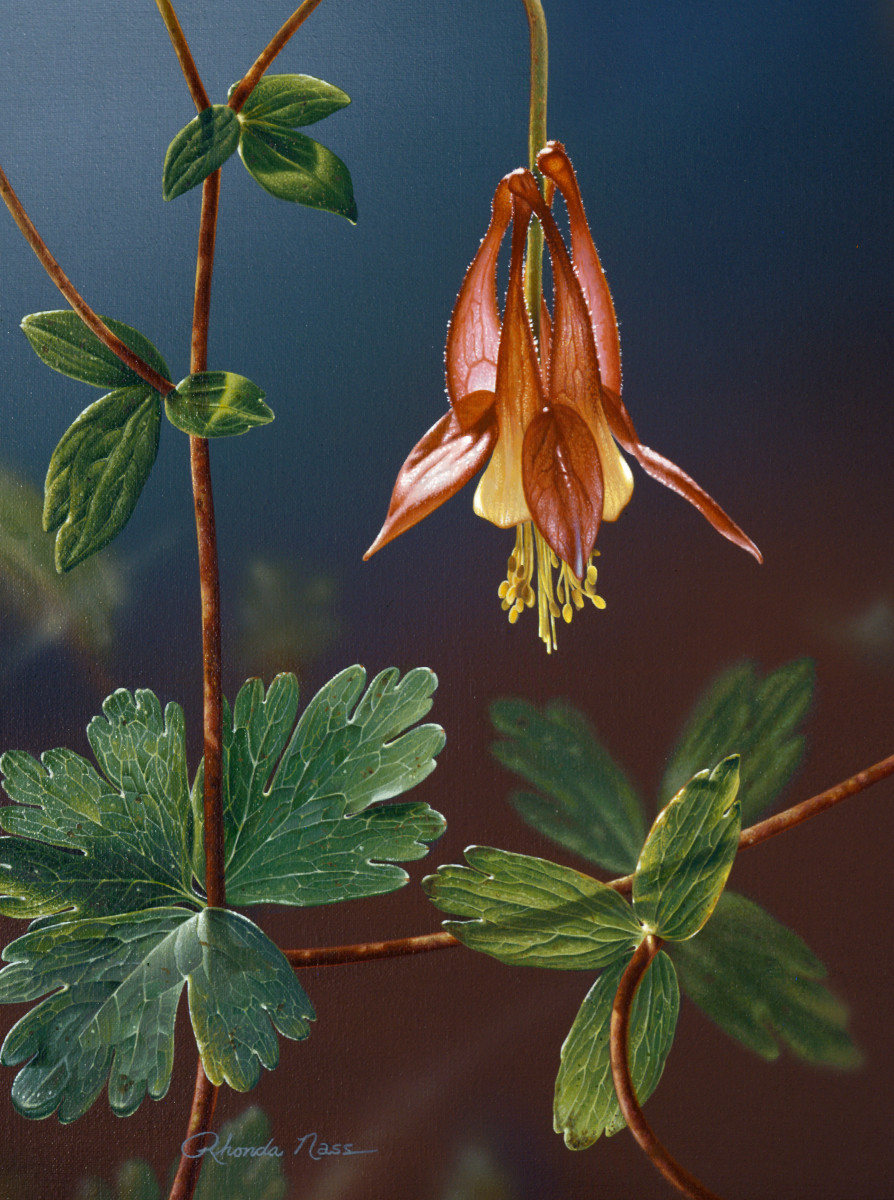 Columbine Liquere by Rhonda Nass 