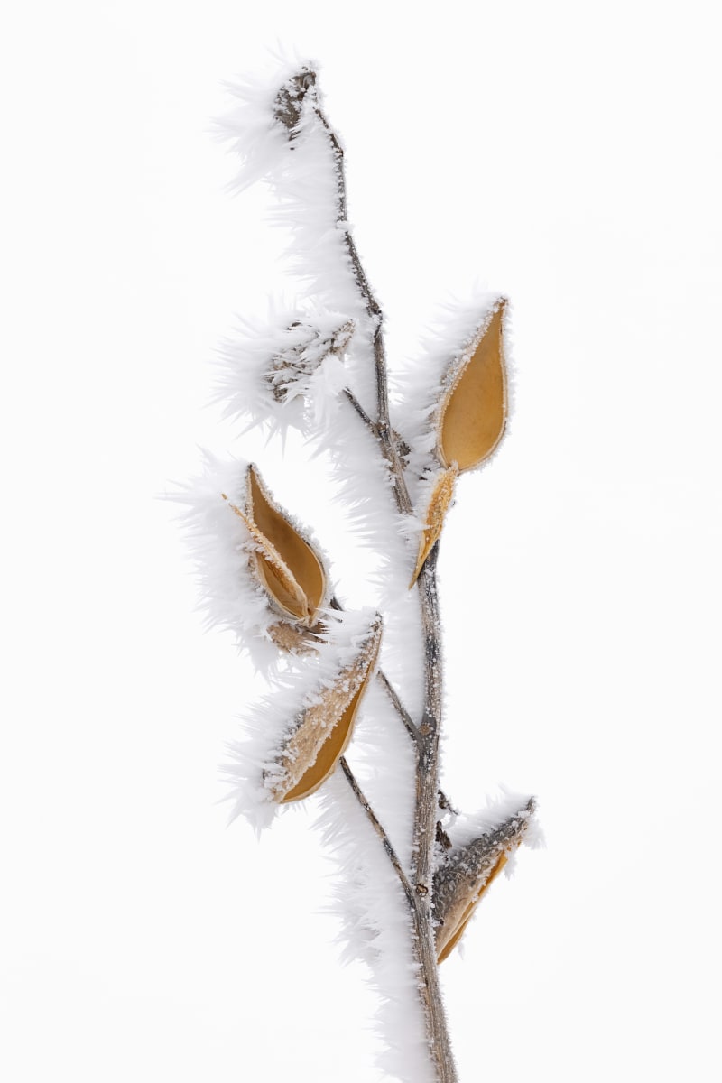 Winter's Paint Brush (Framed photograph) by Bob Leggett 