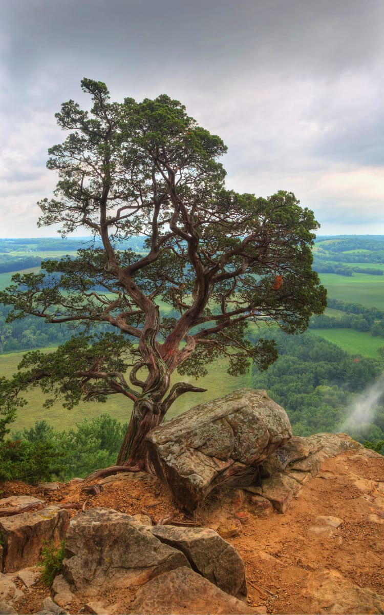 Gibraltar Tree (Unframed print) by Mike Murray, Image 1.