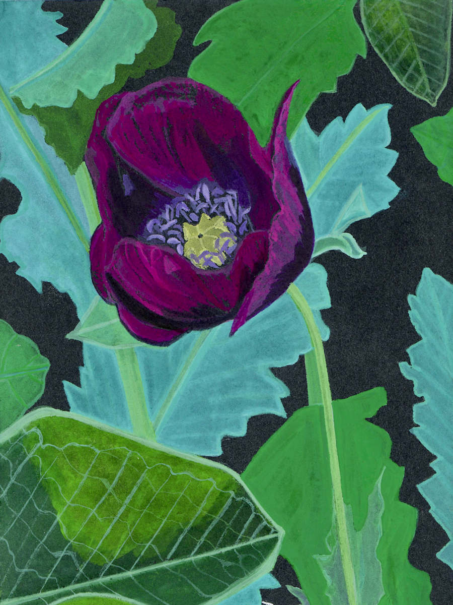 Poppy Nights 2 by Jessica Gutierrez, Image 1.