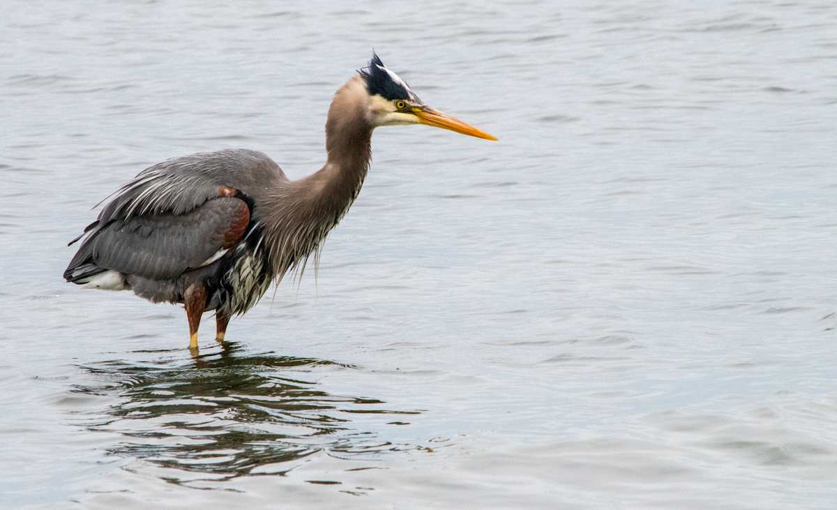 Blue Heron Fishing by Ali Jenness 