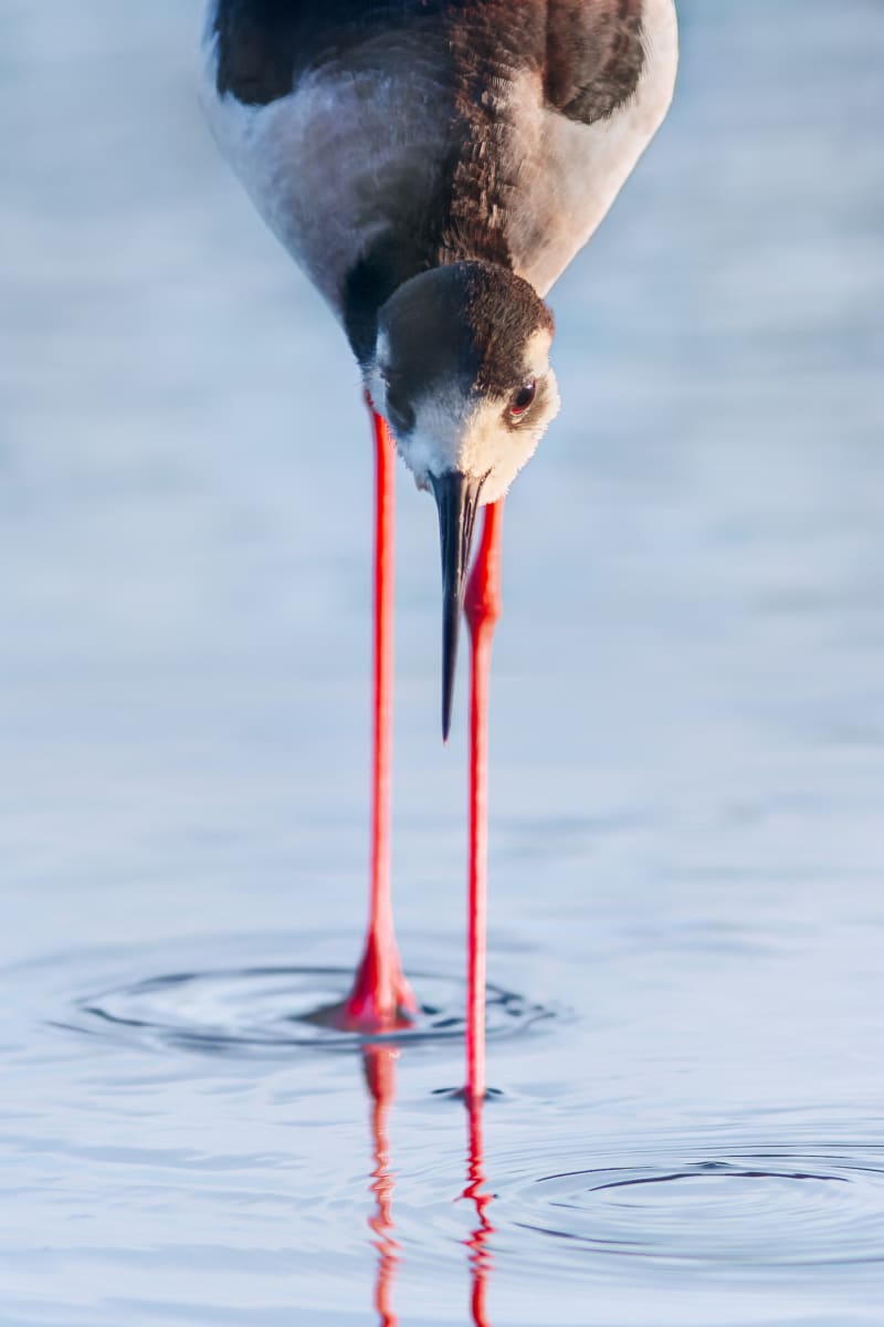 Black-necked Stilt by Bob Leggett  Image: Bird Head with orange legs in water