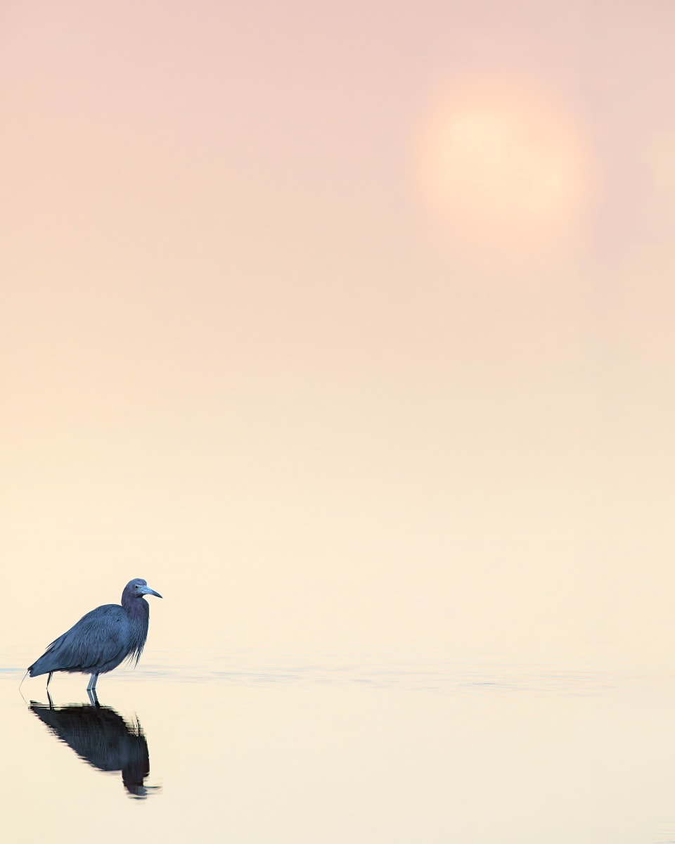Little Blue Heron - listed at 20% off! by Bob Leggett  Image: Blue Heron in Fog with Rising Sun