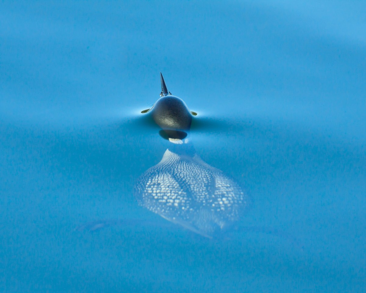 Loon Surfacing (Unframed print) by Mike Murray, Image 1.