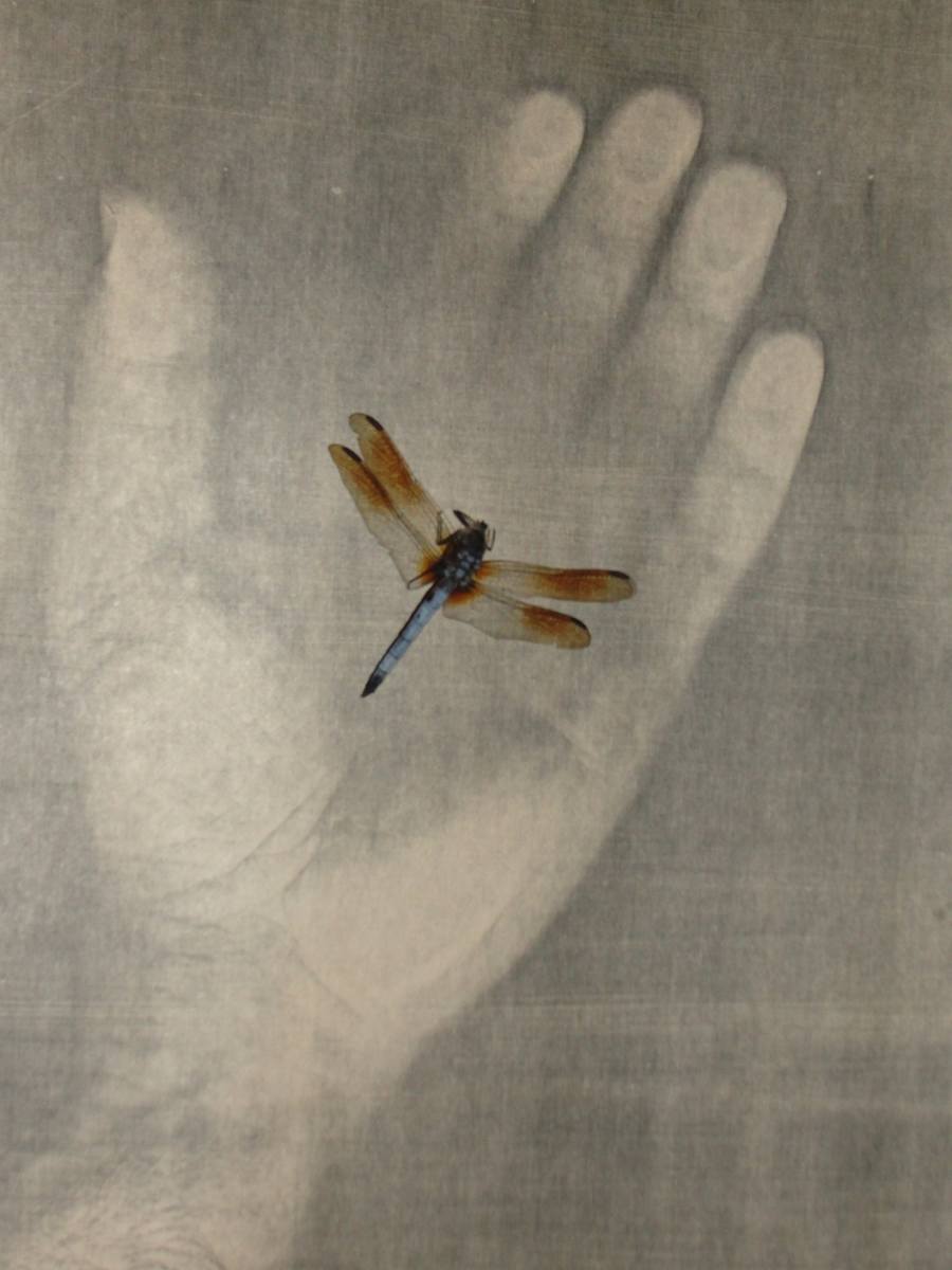 Muddy Waters...Dragonfly Blues, No. 4 by George J. Miller 