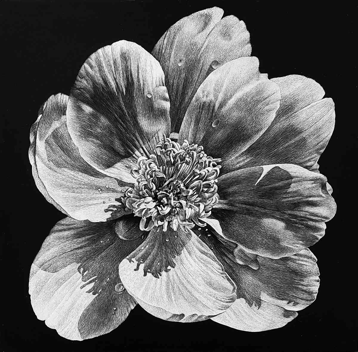 The Modest Peony by Rhonda Nass, Image 1.