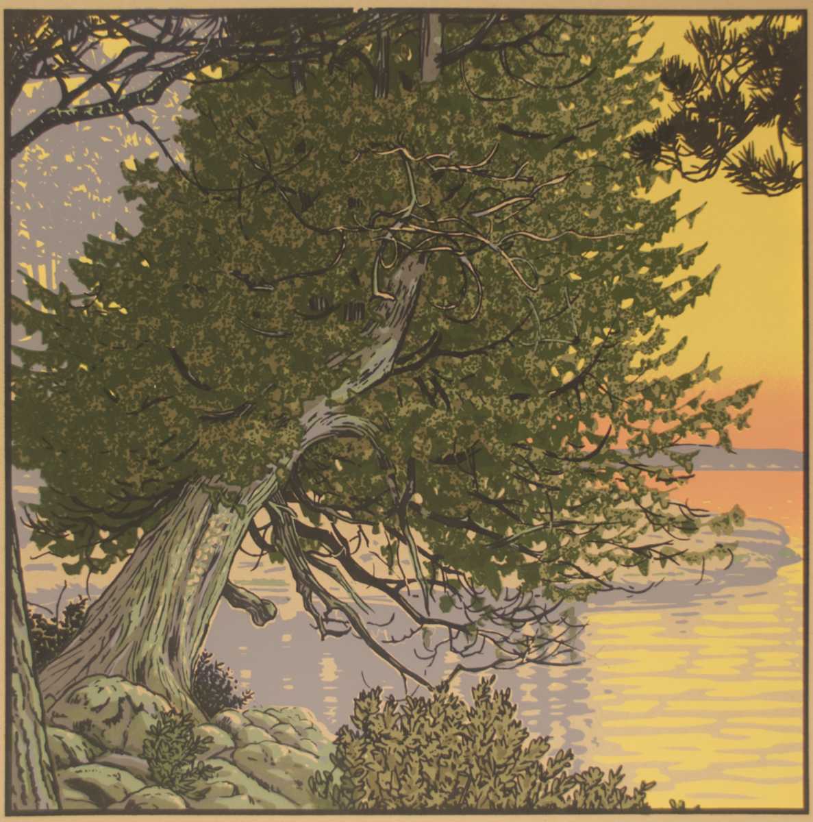 Mother Cedar by John Miller 