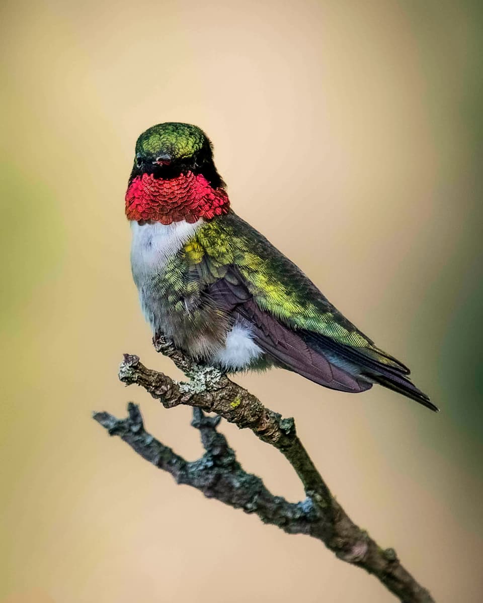 Hum Portrait by Peter Mutschler, Image 1.