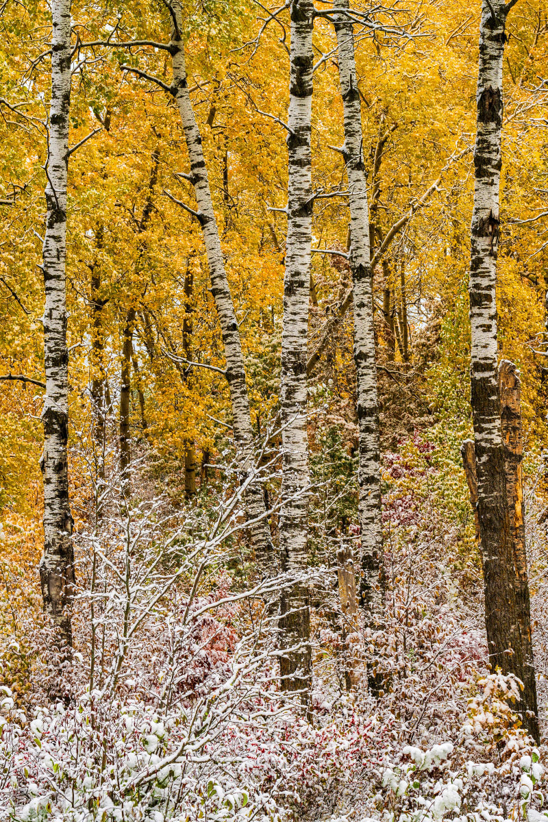 October Snow by Mike Murray 