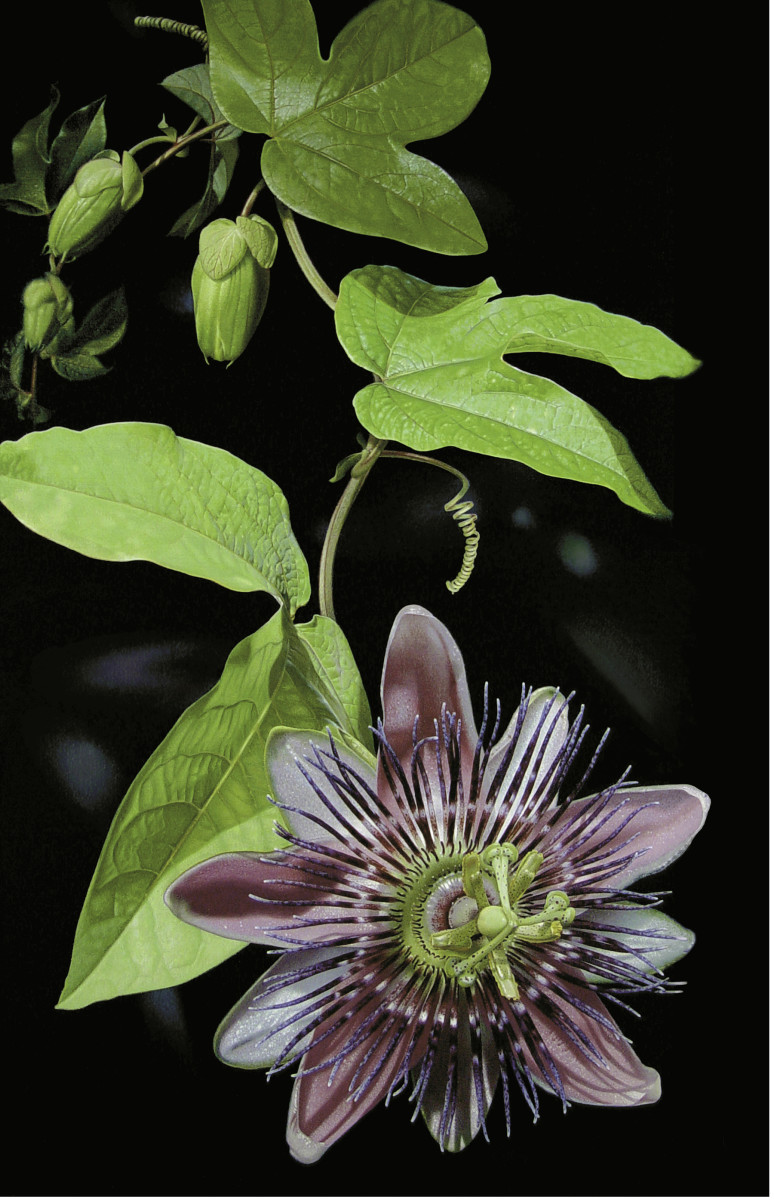Passionflower (Unframed print) by Rhonda Nass 