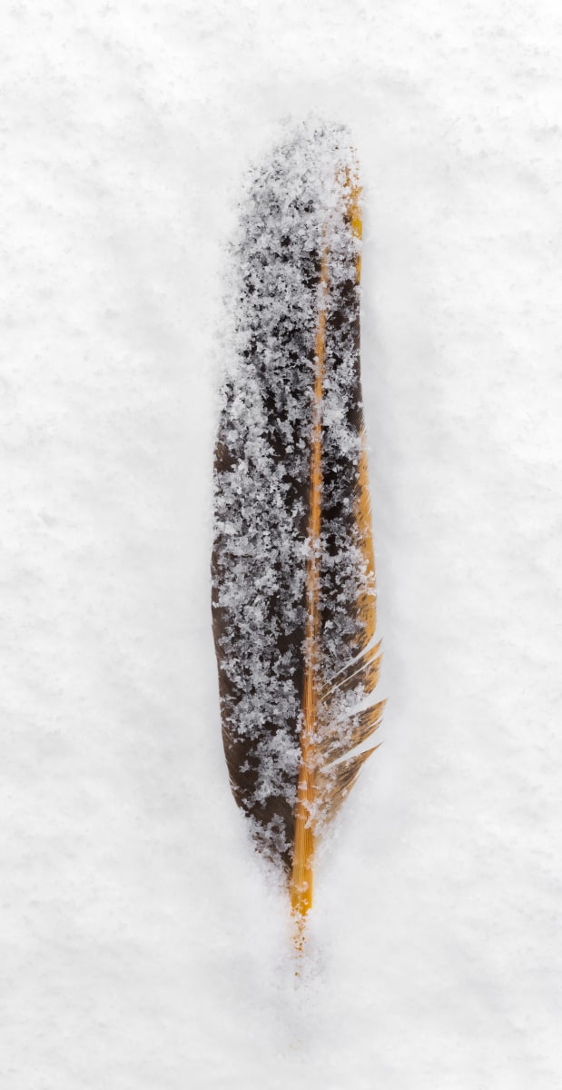 Feather in Falling Snow (Framed photograph) by Bob Leggett 