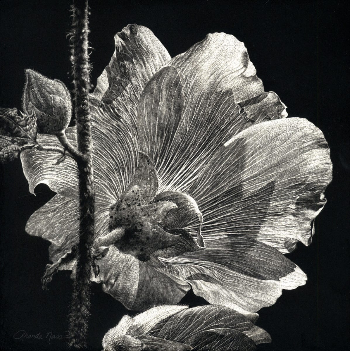 Another Perspective/Hibiscus Back by Rhonda Nass 