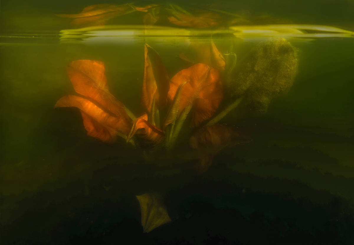 Under Honeum Pond I by Lisa Seidman 