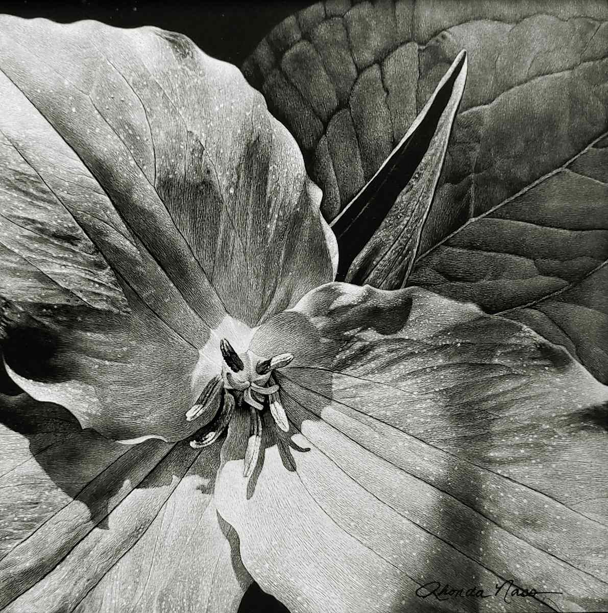 Trillium...A Dream come True (print) by Rhonda Nass 