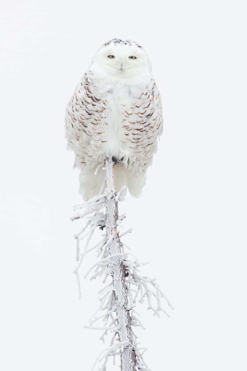 Snowy Owl (Framed photograph) by Bob Leggett 