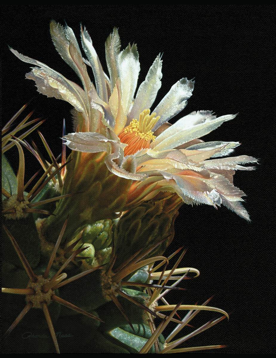 Sonoran Desert Bloom (Unframed print) by Rhonda Nass 