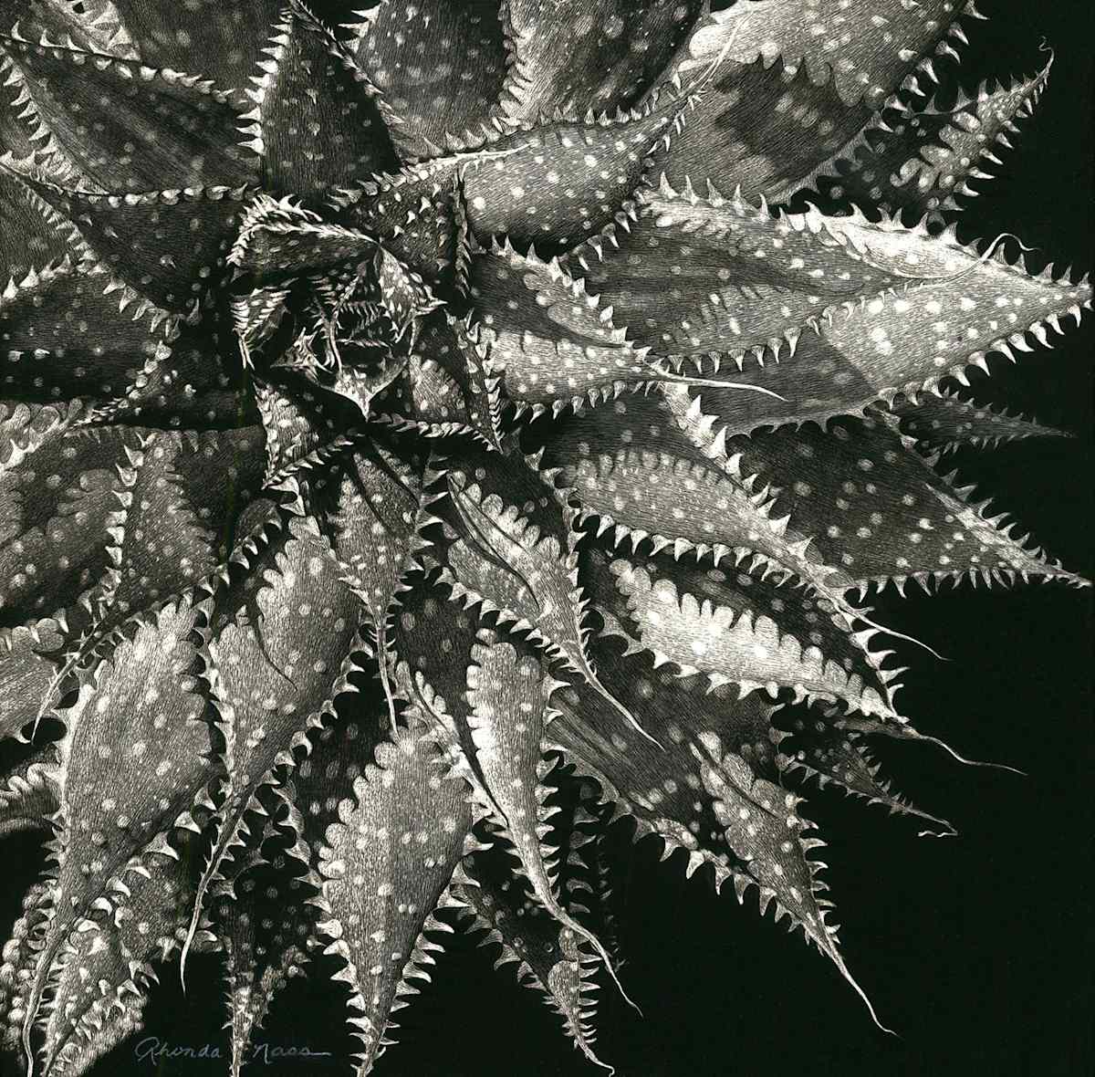 Spiraling Succulent by Rhonda Nass, Image 1.