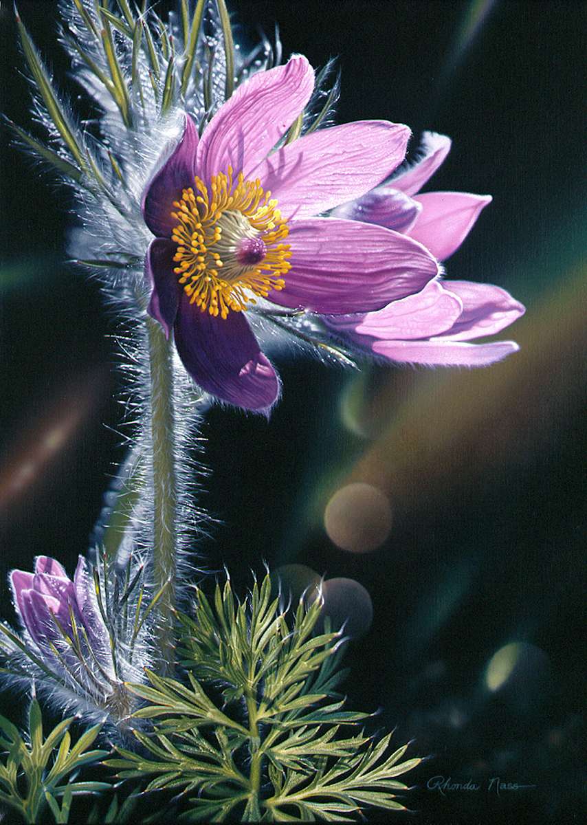 Spring at Last (Umframed print) by Rhonda Nass, Image 1.