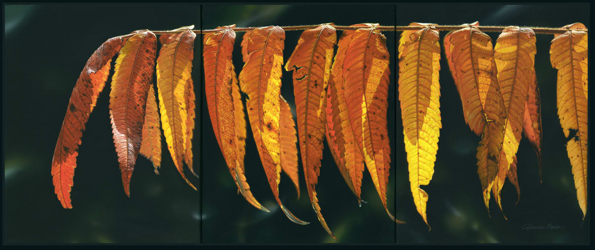 Nature's Laundry Line (Framed Print) by Rhonda Nass, Image 1.