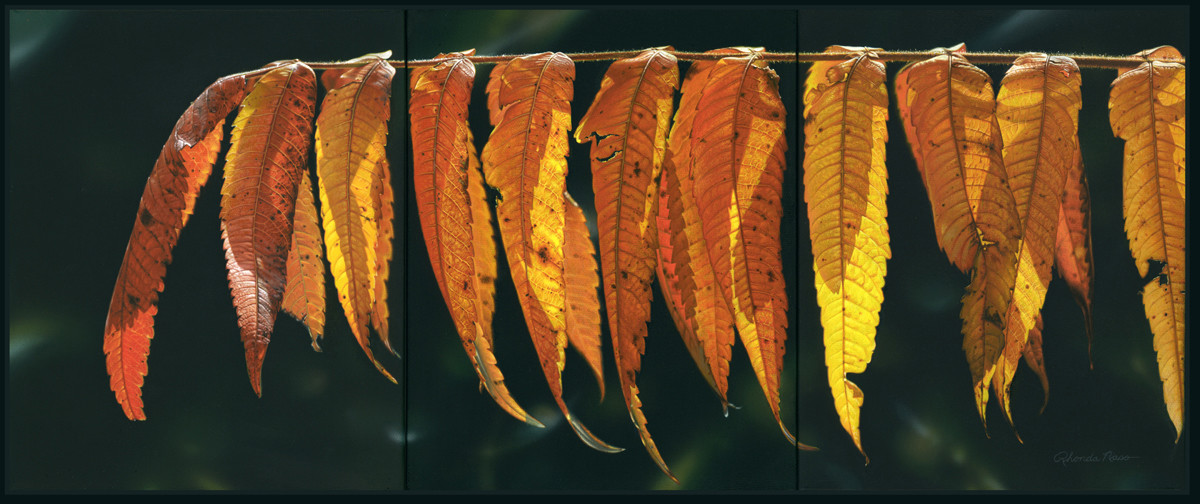 Nature's Laundry Line (unframed print) by Rhonda Nass 