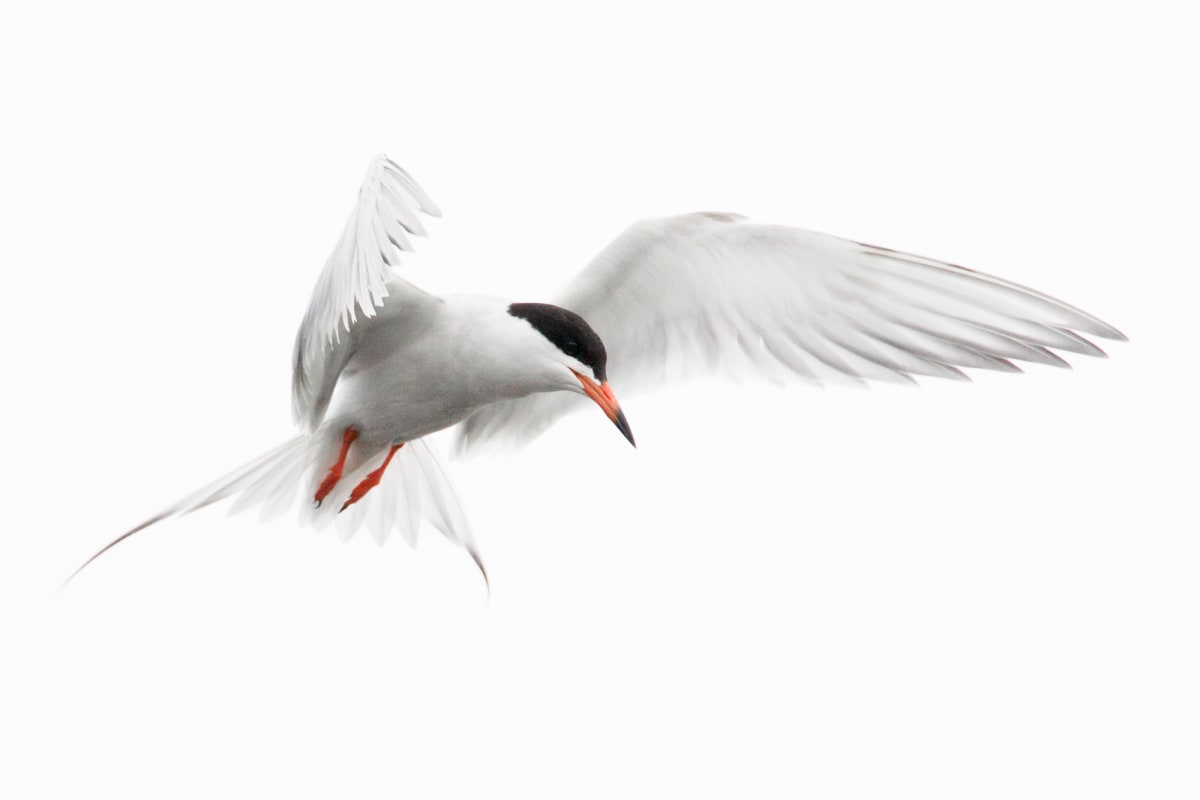 Tern (Framed Photograph) by Bob Leggett 