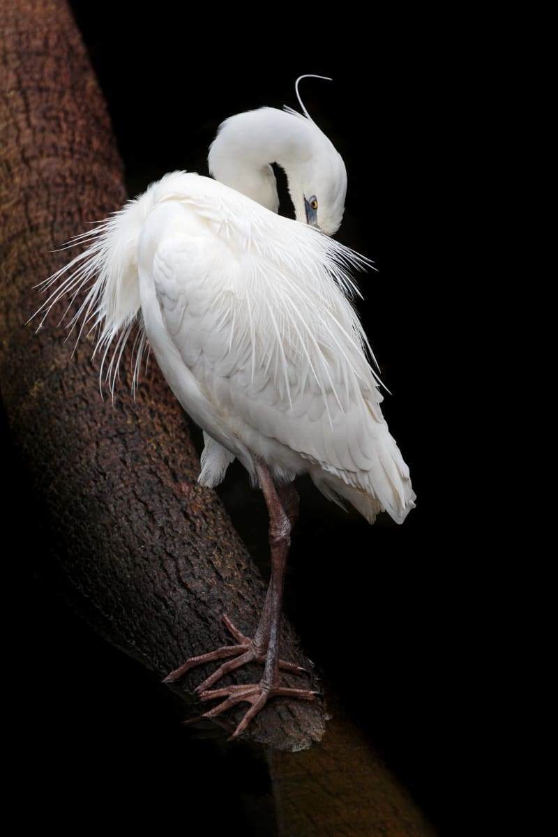 White Heron (Framed Photo) by Bob Leggett 