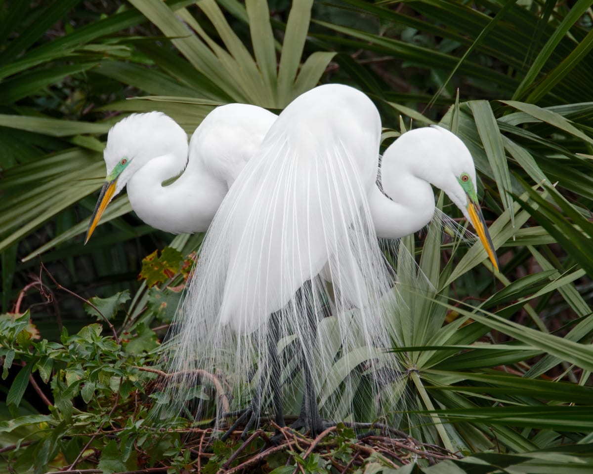 Great Egrets (Framed photograph) by Bob Leggett 