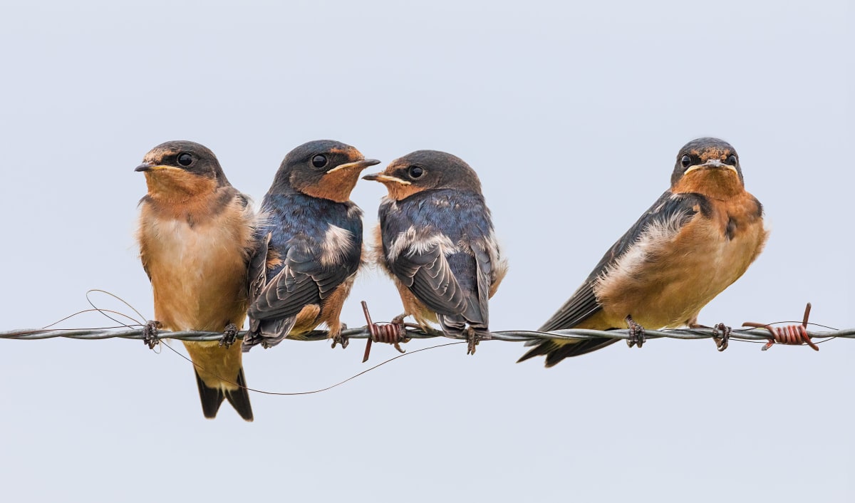 Barn Swallows (Framed photograph) by Bob Leggett 