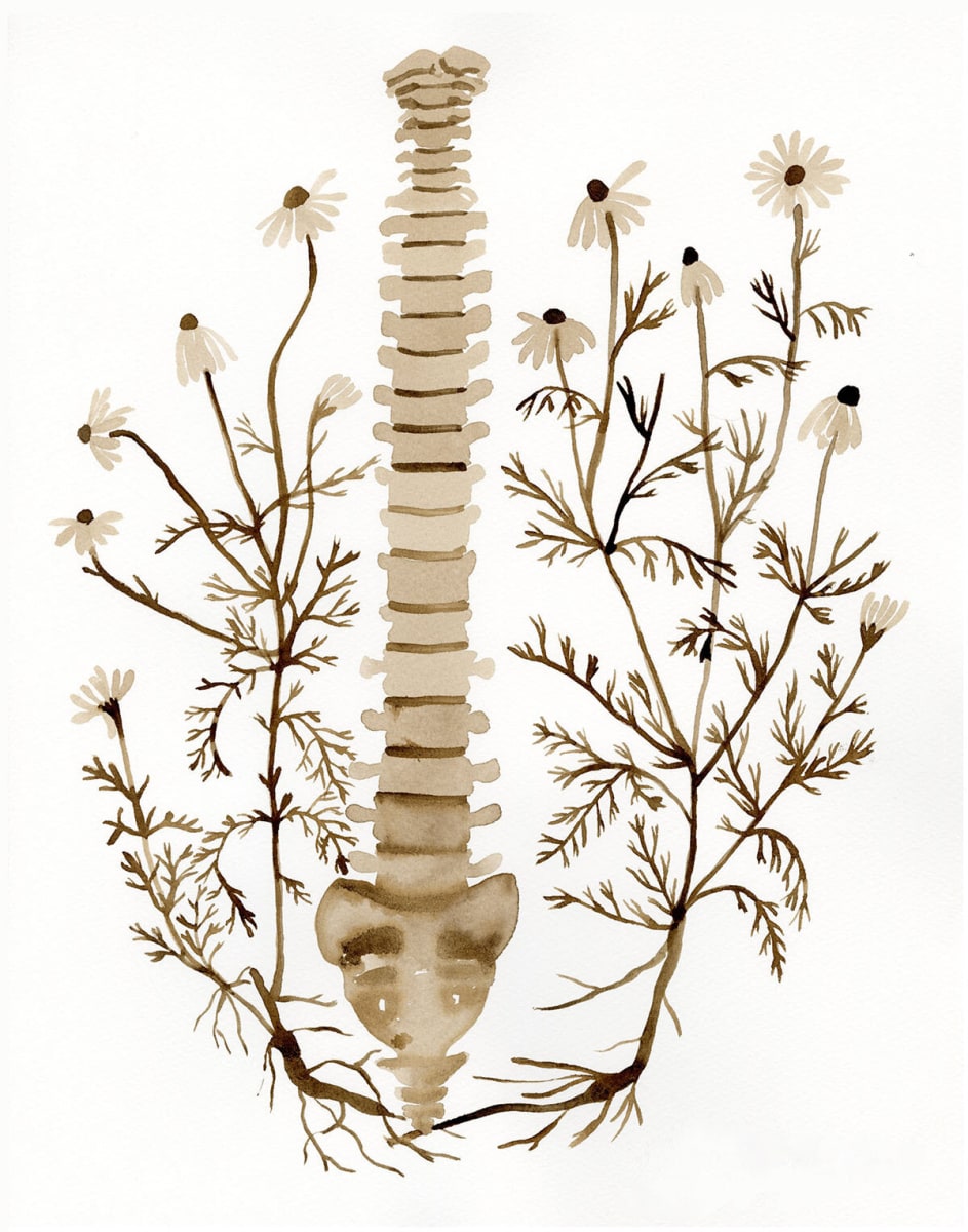 Root Work - Chamomile by Lesley Anne Numbers 