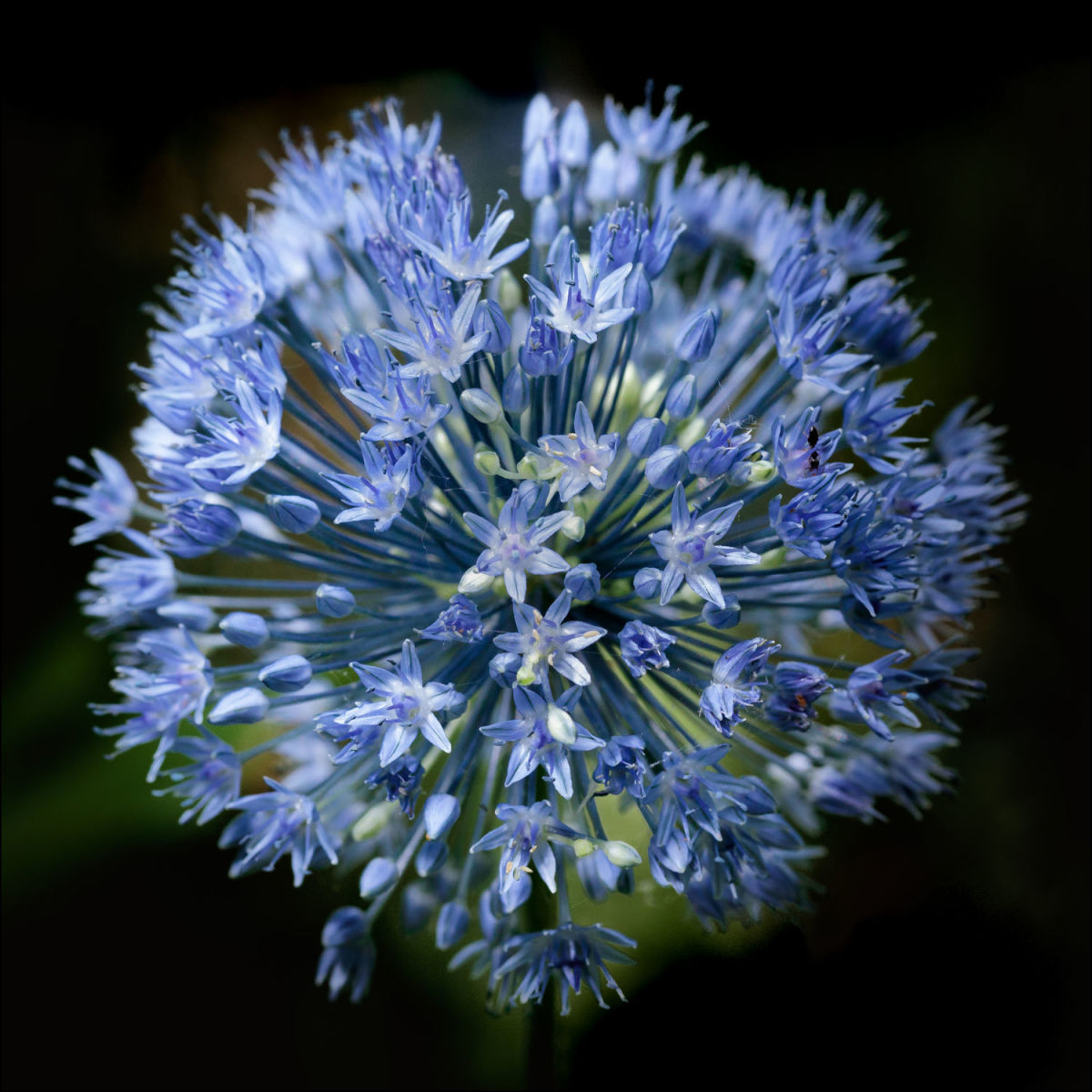 Allium (Framed Photo) by Bob Leggett 