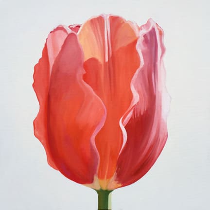 Tulip Three by Kathy Armstrong 