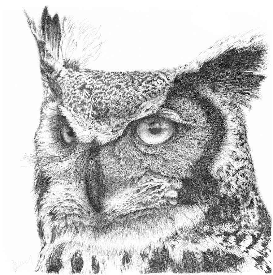 Long Eared Owl - Buster by Gary Wilcockson, Image 1.