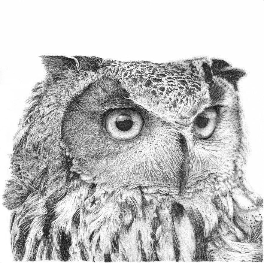 Long Eared Owl - Charlie by Gary Wilcockson, Image 1.