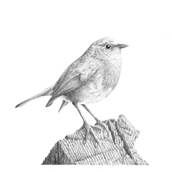 Garden Birds 2 Robin, Image 1.