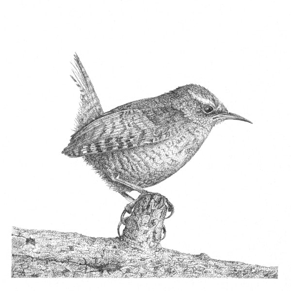 Garden Birds 2 Wren, Image 1.