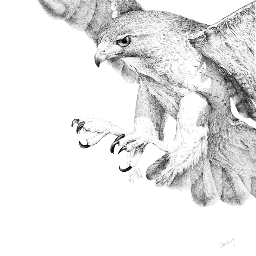 Red Tail Hawk - Hunting by Gary Wilcockson, Image 1.