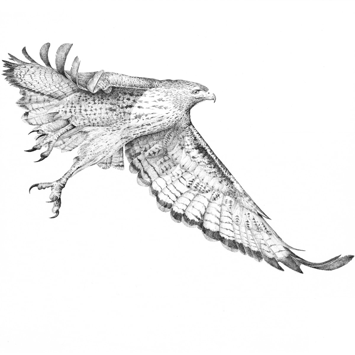 Red Tail Hawk - in Flight 01 by Gary Wilcockson, Image 1.