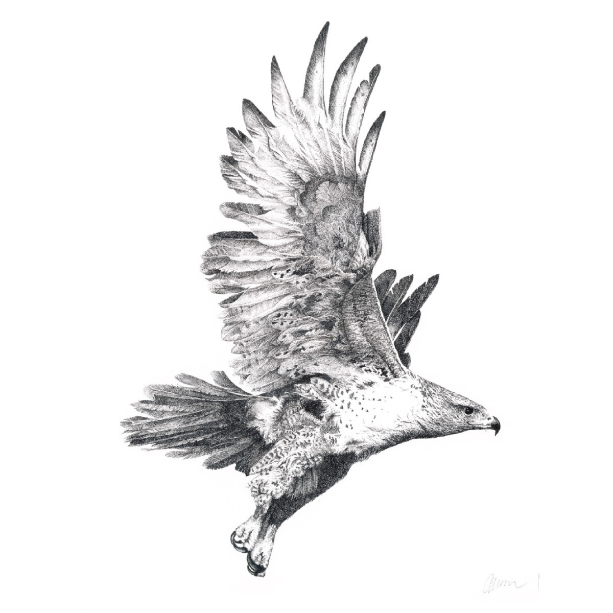 hawk flying drawing