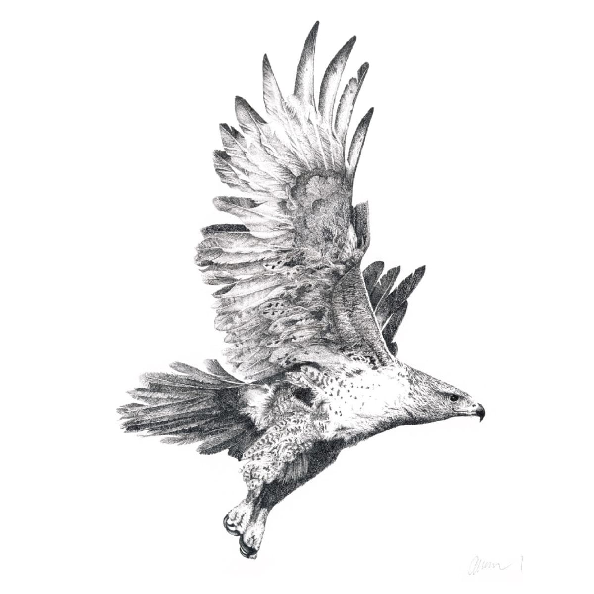 Red Tail Hawk - in Flight No2 by Gary Wilcockson, Image 1.