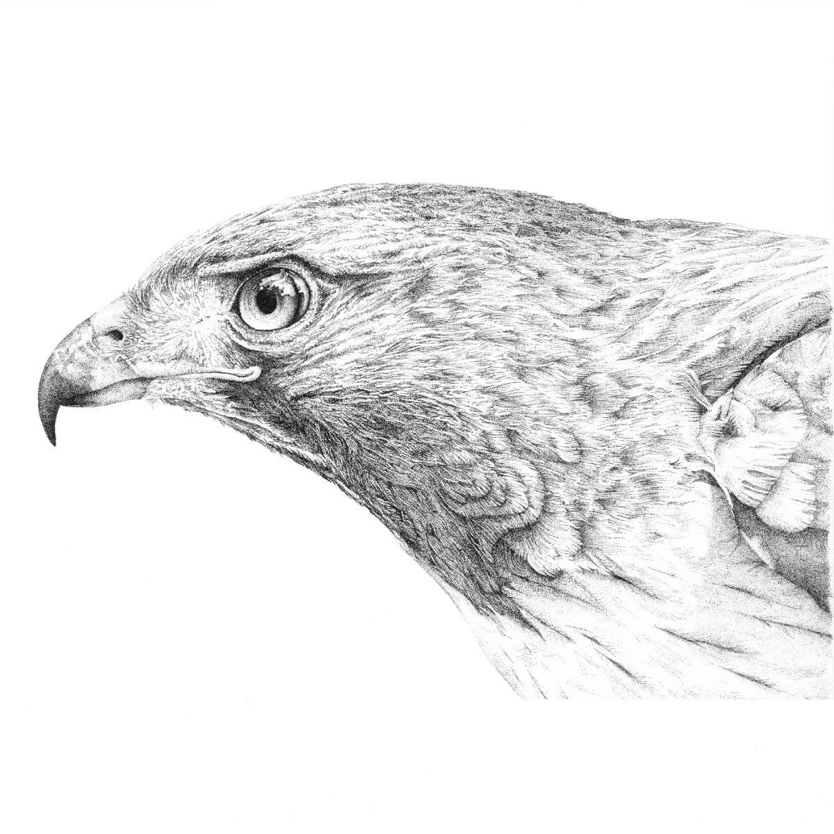 Red Tail Hawk - Head by Gary Wilcockson, Image 1.