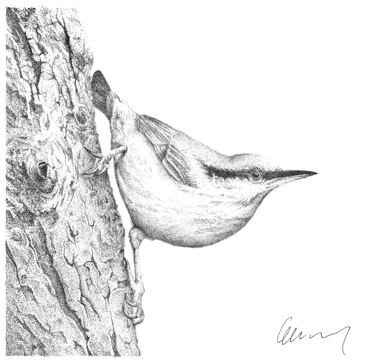 Garden Birds 1 Nuthatch 