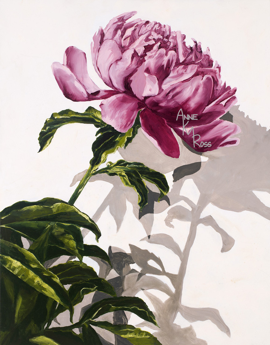 Peony Casting Shadows by Anne KM Ross 