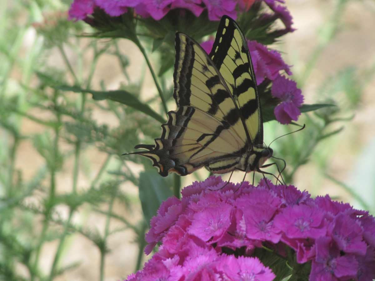 Billy and the Butterfly by Lee Conklin, Image 1.