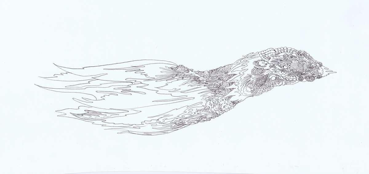 birdinflight by Lee Conklin, Image 1.