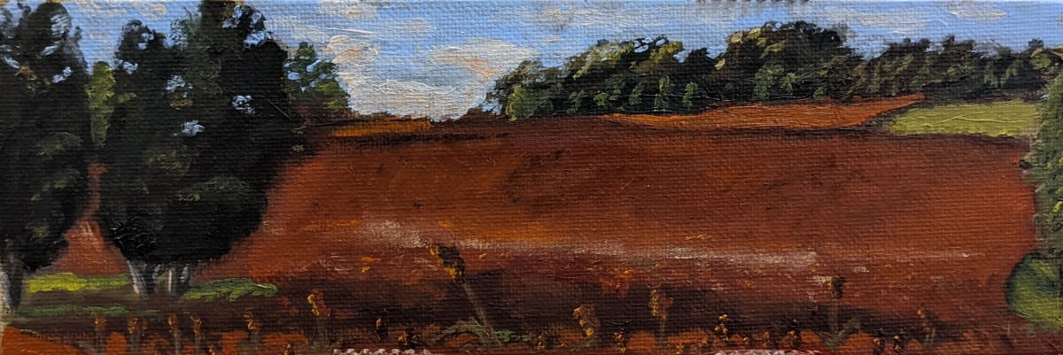 Looking Towards Denit by Margo Lehman  Image: Looking across the sorghum fields to Denit Estates.
