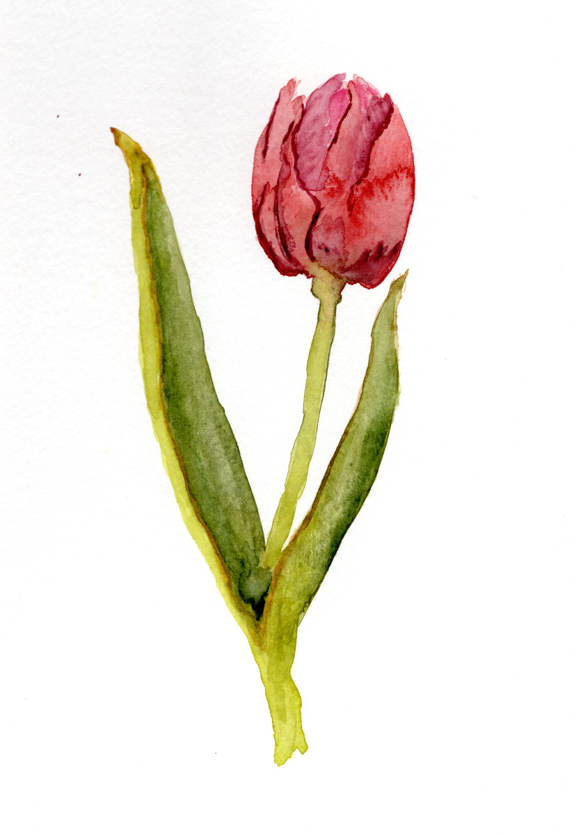 Tulip Redux by Margo Lehman 