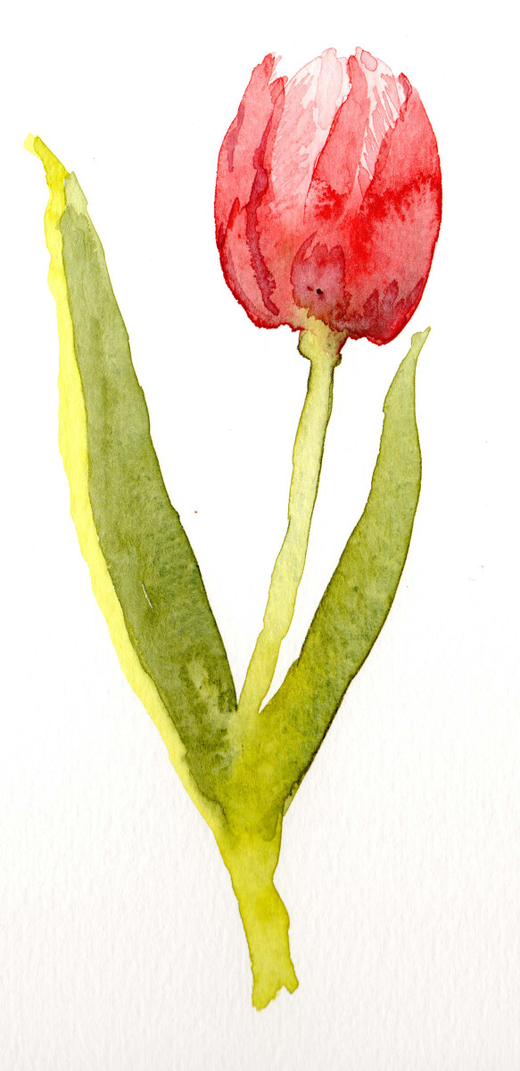 First Tulip by Margo Lehman 